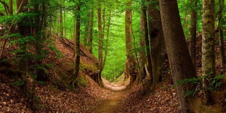 The Natchez Trace Walking