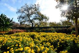 east dallas arboretum