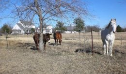 Fairview - Dallas Suburb