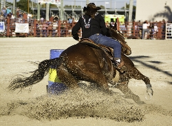 livestock show