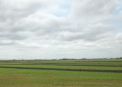 rice field