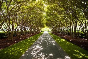 The Dallas Arboretum and Botanical Garden